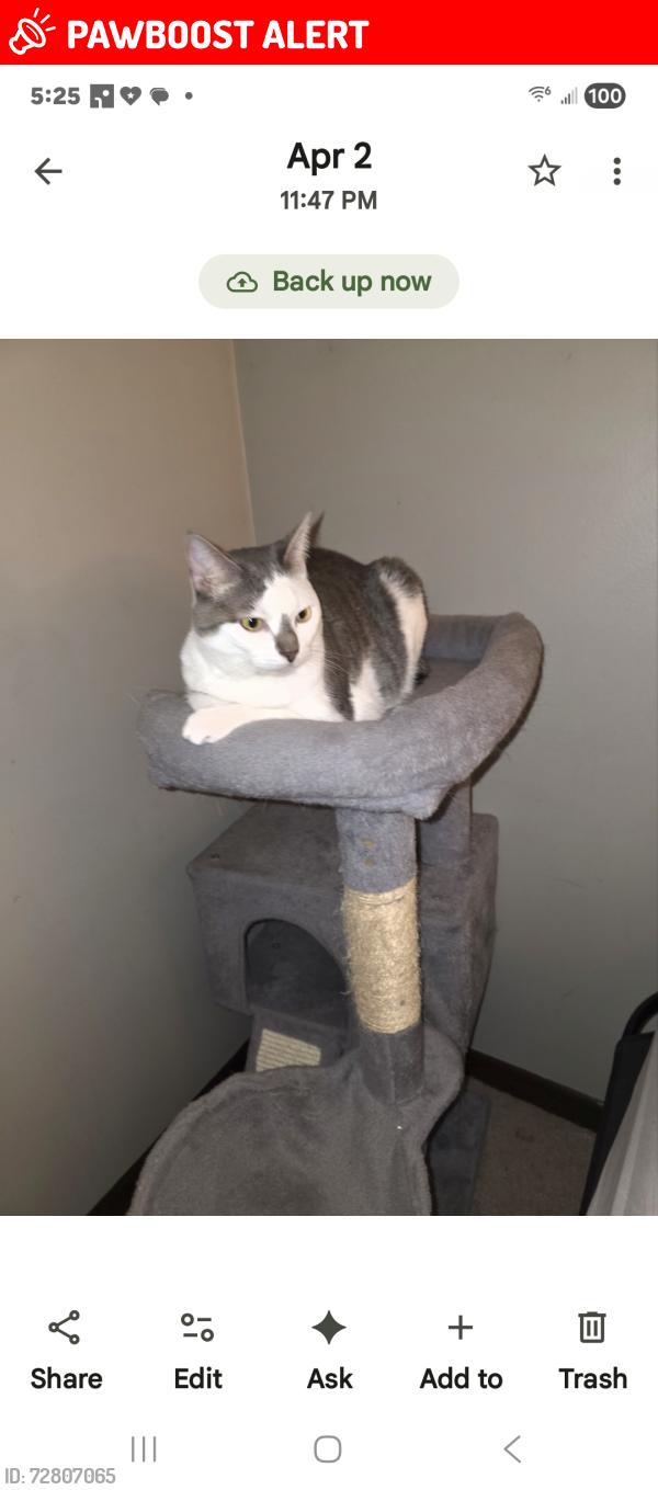 Deceased Female Cat last seen Ray street sherwin williams paints dairyqueen and speedway, New Philadelphia, OH 44663