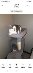 Lost Female Cat last seen Ray street sherwin williams paints dairyqueen and speedway, New Philadelphia, OH 44663