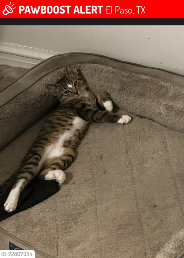 Lost Male Cat last seen Buckingham and Canterbury Dr, El Paso, TX 79902