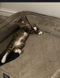Lost Male Cat last seen Buckingham and Canterbury Dr, El Paso, TX 79902