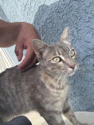 Lost Female Cat last seen Imperial , Downey, CA 90242