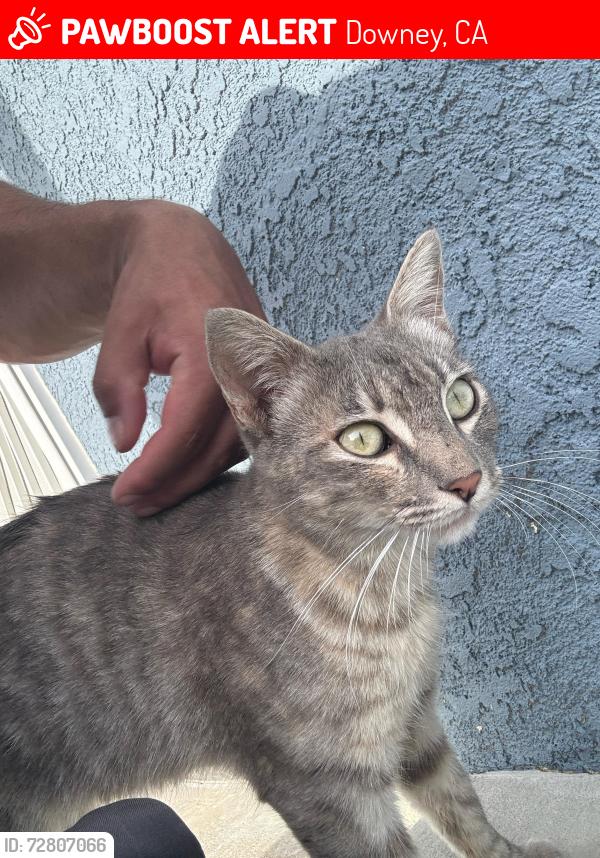 Lost Female Cat last seen Imperial , Downey, CA 90242