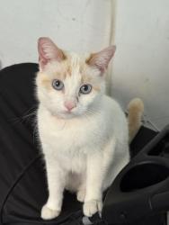 Lost Female Cat last seen San Marino St/ Normandie Ave , Los Angeles, CA 90006