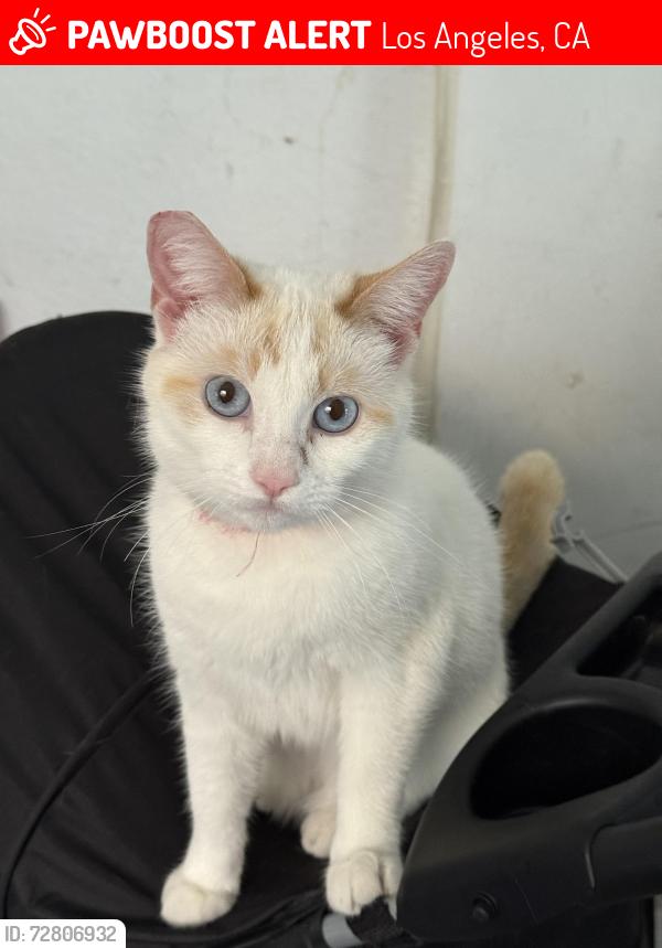 Lost Female Cat last seen San Marino St/ Normandie Ave , Los Angeles, CA 90006