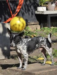 Reunited Male Dog last seen 31st st @Normal, Chicago, IL 60616