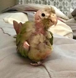 Lost Female Bird last seen Field by Southmore intermediate, Pasadena, TX 77502
