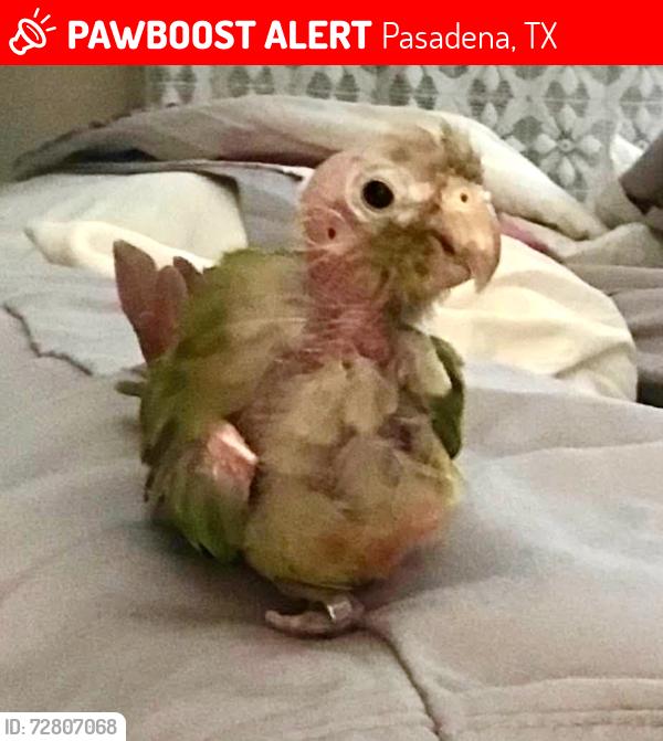 Lost Female Bird last seen Field by Southmore intermediate, Pasadena, TX 77502