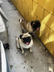 Found/Stray Male Dog last seen Ortega Rd and Whispering Palms, Cathedral City, CA 92234