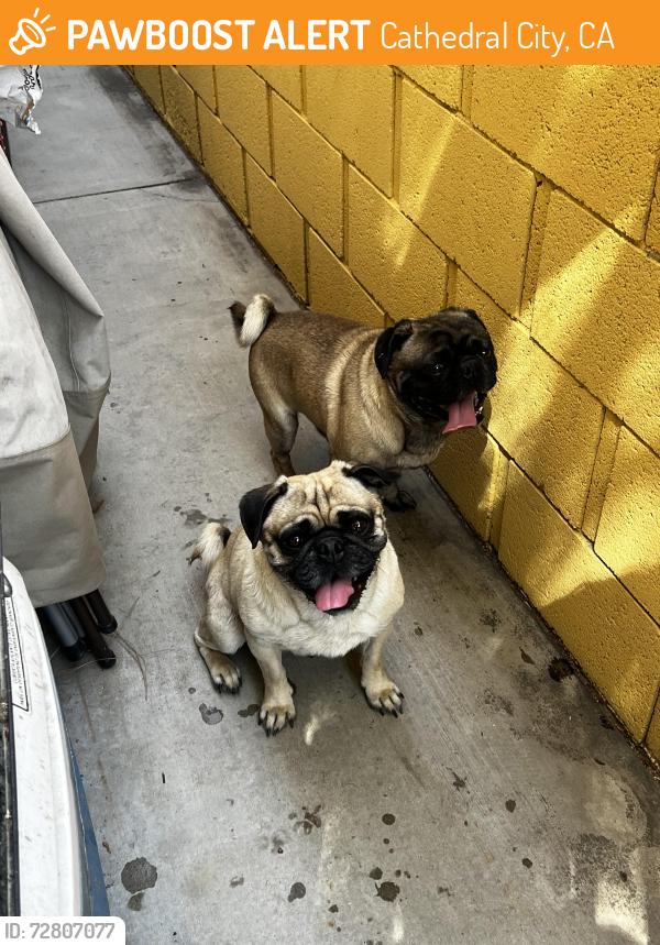 Found/Stray Male Dog last seen Ortega Rd and Whispering Palms, Cathedral City, CA 92234
