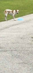 Found/Stray Unknown Dog last seen Creighton and 1314, Conroe, TX 77302