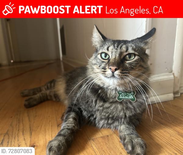 Lost Male Cat last seen Camellia Ave & Valerio St, Los Angeles, CA 91605