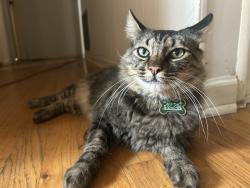 Lost Male Cat last seen Camellia Ave & Valerio St, Los Angeles, CA 91605