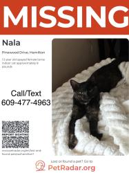 Lost Female Cat last seen Pinewood Drive Hamilton Nj, Hamilton Township, NJ 08690