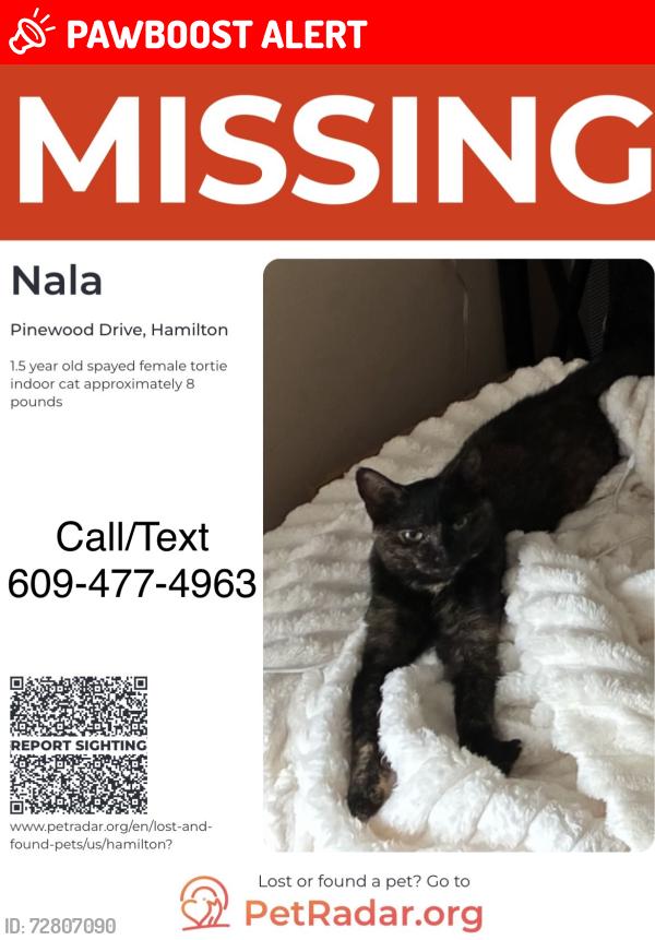Lost Female Cat last seen Pinewood Drive Hamilton Nj, Hamilton Township, NJ 08690