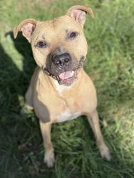 Found/Stray Male Dog last seen Cody and Jernigan Rd, Pensacola, FL 32514