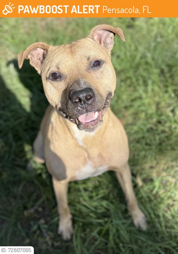 Found/Stray Male Dog last seen Cody and Jernigan Rd, Pensacola, FL 32514