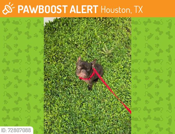 Found/Stray Male Dog last seen Cypress North Houston and Perry Rd, Houston, TX 77070