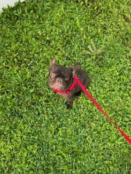 Found/Stray Male Dog last seen Cypress North Houston and Perry Rd, Houston, TX 77070