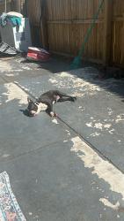 Lost Female Dog last seen Deanwood , Washington, DC 20019