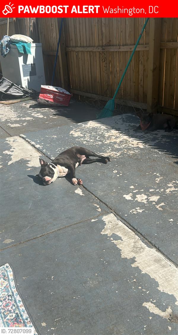Lost Female Dog last seen Deanwood , Washington, DC 20019