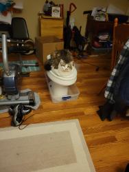 Lost Male Cat last seen Bonnoitt and Debbie Lane, Moncks Corner, SC 29461