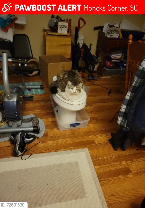 Lost Male Cat last seen Bonnoitt and Debbie Lane, Moncks Corner, SC 29461