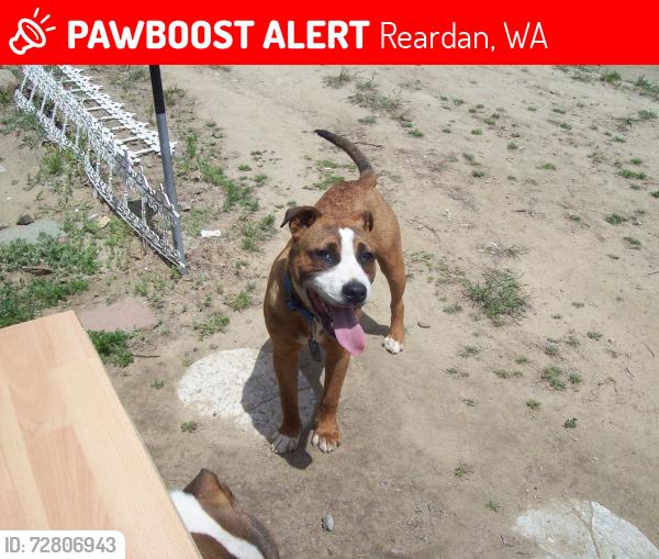 Lost Male Dog last seen state route 231 reardan wa, Reardan, WA 99029