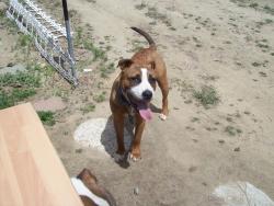 Lost Male Dog last seen state route 231 reardan wa, Reardan, WA 99029