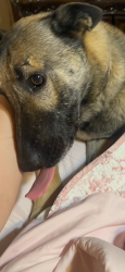 Lost Male Dog last seen Pioneer Road. Seguin , TX, Seguin, TX 78123
