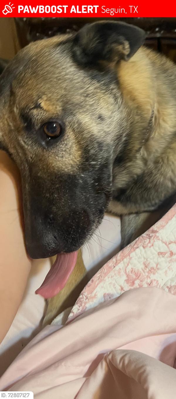 Lost Male Dog last seen Pioneer Road. Seguin , TX, Seguin, TX 78123