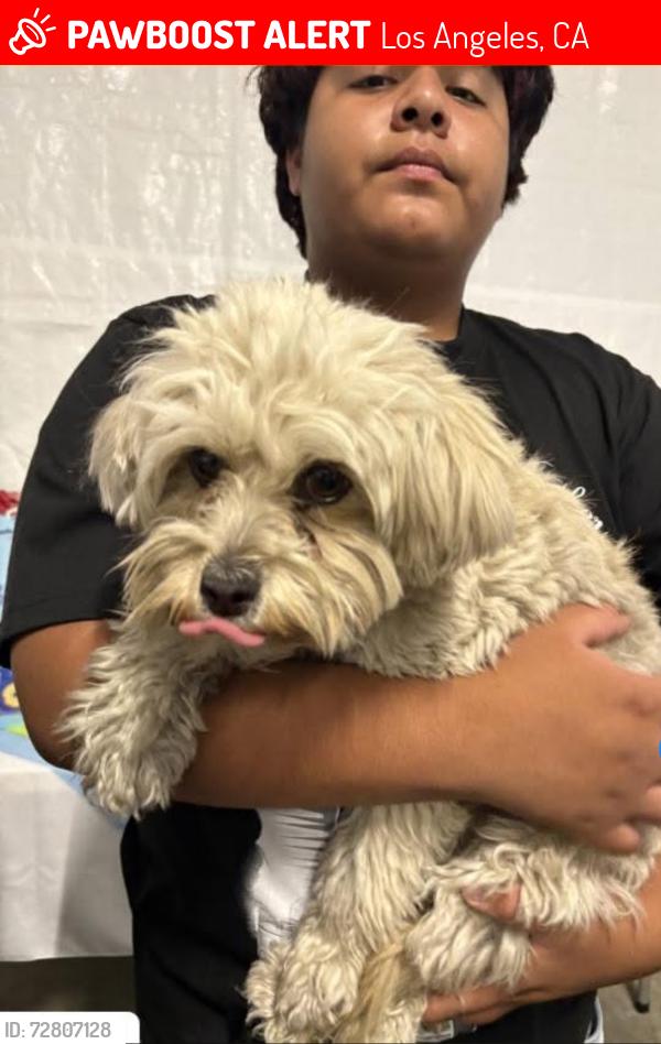 Lost Female Dog last seen Compton , Los Angeles, CA 90001