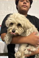 Lost Female Dog last seen Compton , Los Angeles, CA 90001