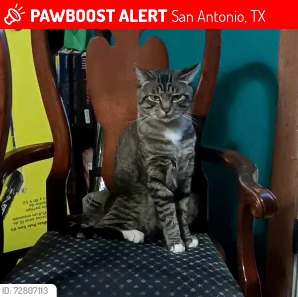 Lost Male Cat last seen Off Dexired Dr 78222, San Antonio, TX 78222