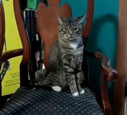 Lost Male Cat last seen Off Dexired Dr 78222, San Antonio, TX 78222