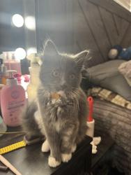 Lost Unknown Cat last seen North 6th Street, Port Hueneme, Ca, Usa, Port Hueneme, CA 93041
