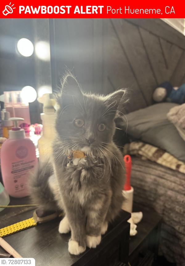 Lost Unknown Cat last seen North 6th Street, Port Hueneme, Ca, Usa, Port Hueneme, CA 93041