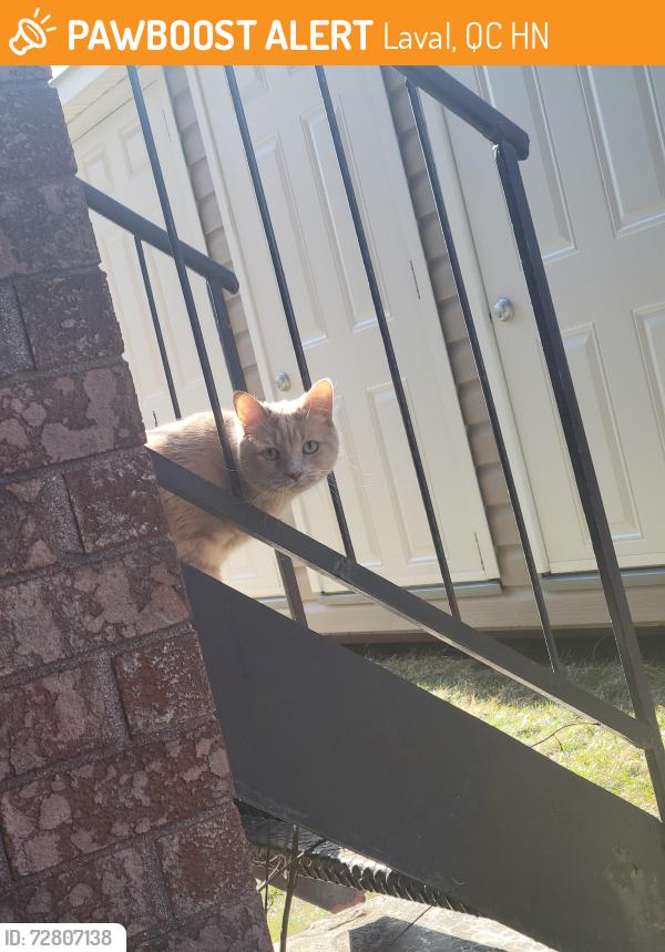 Found/Stray Unknown Cat last seen Ampère , Laval, QC H7N