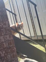 Found/Stray Unknown Cat last seen Ampère , Laval, QC H7N