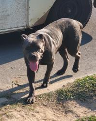 Found/Stray Female Dog last seen 3rd & Willow, Gastonia, NC 28054