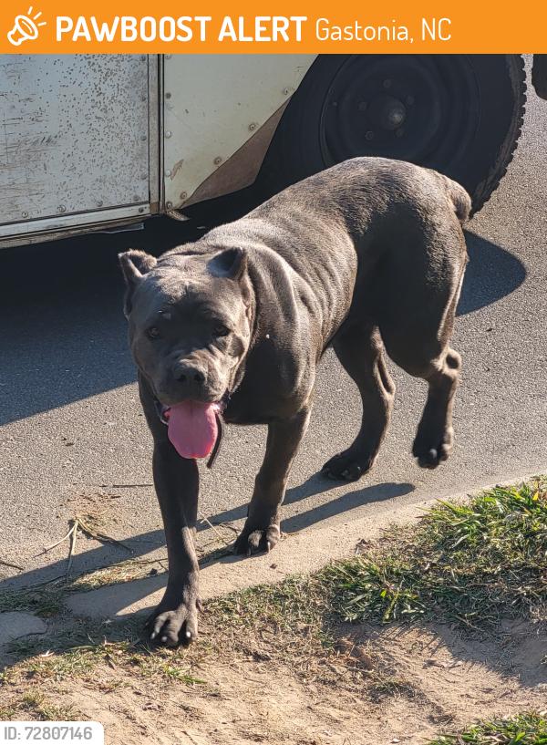 Found/Stray Female Dog last seen 3rd & Willow, Gastonia, NC 28054