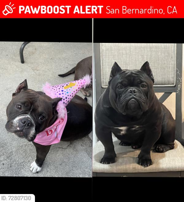 Lost Male Dog last seen 40th St , San Bernardino, CA 92404