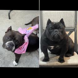Lost Male Dog last seen 40th St , San Bernardino, CA 92404
