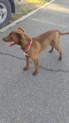 Lost Male Dog last seen Lincoln and mechado, Lake Elsinore, CA 92530