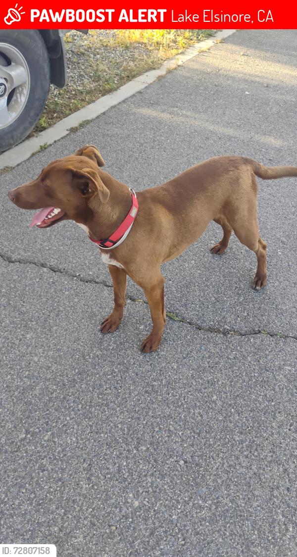 Lost Male Dog last seen Lincoln and mechado, Lake Elsinore, CA 92530