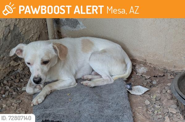Found/Stray Male Dog last seen Stapley and Southern, Mesa, AZ 85204