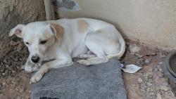 Found/Stray Male Dog last seen Stapley and Southern, Mesa, AZ 85204