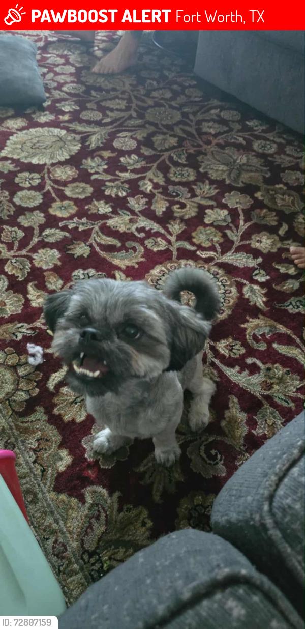 Lost Female Dog last seen Sycamore school rd , Fort Worth, TX 76123