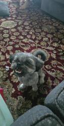 Lost Female Dog last seen Sycamore school rd , Fort Worth, TX 76123