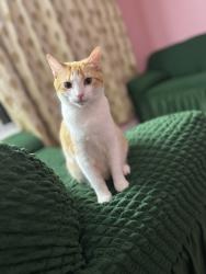 Lost Female Cat last seen Hamilton church , Nashville, TN 37013