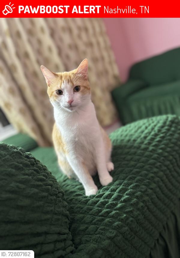 Lost Female Cat last seen Hamilton church , Nashville, TN 37013
